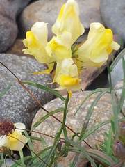 Linaria vulgaris