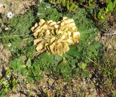 Arctopus monacanthus