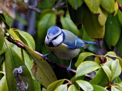 Cyanistes caeruleus caeruleus