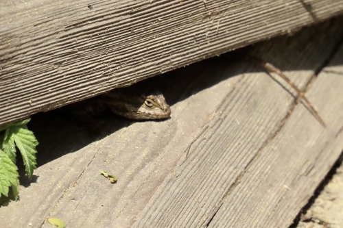 iNaturalist observation photo of Western Fence Lizard