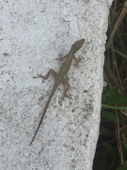Anolis stratulus