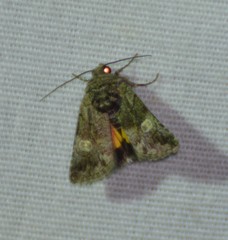 Copanarta aurea