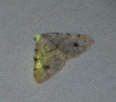 Frederickia subterminata