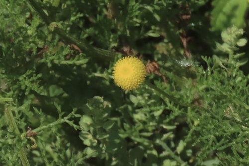 iNaturalist observation photo of Brass Buttons