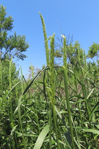 iNaturalist observation photo of giant wild rye