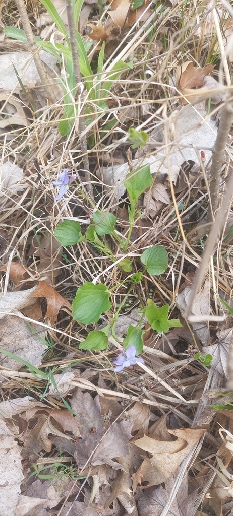 Labrador Violet Invasive Labrador violet in April 2023 by Derek Ziomber · iNaturalist