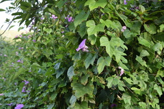 Ipomoea ficifolia