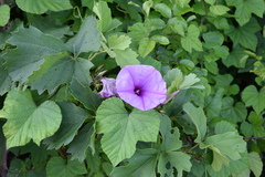 Ipomoea ficifolia