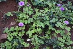 Ipomoea ficifolia
