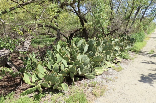 iNaturalist observation photo of Prickly Pears