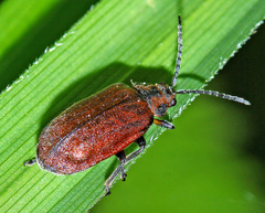 Xanthogaleruca maculicollis