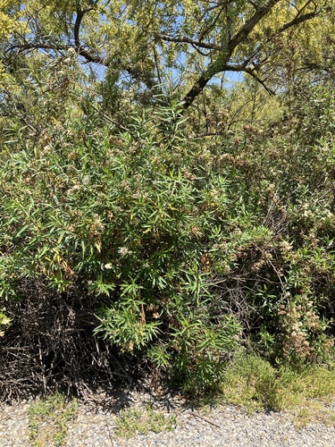 iNaturalist observation photo of mule fat