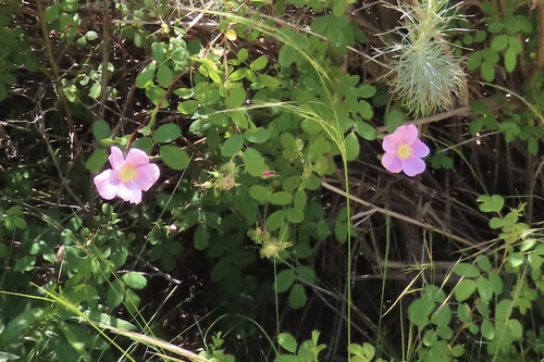 iNaturalist observation photo of California Wild Rose