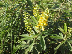 Eriosema psoraleoides