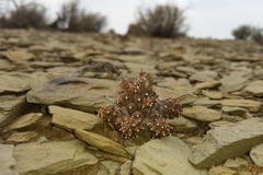 Euphorbia braunsii