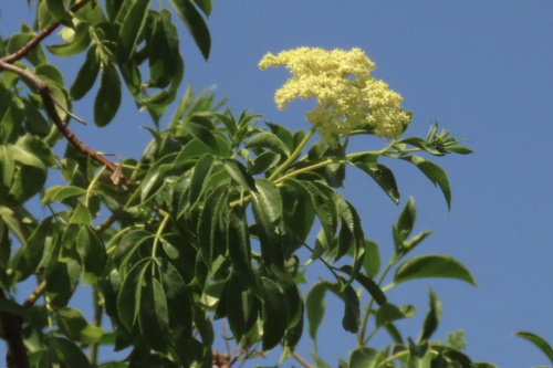 iNaturalist observation photo of blue elder