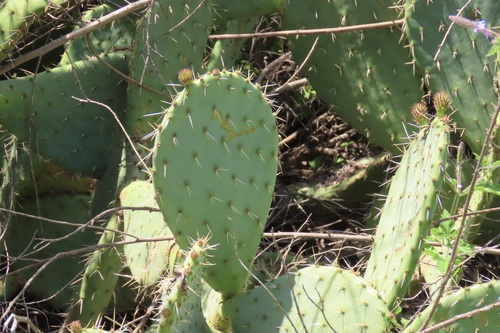 iNaturalist observation photo of Prickly Pears