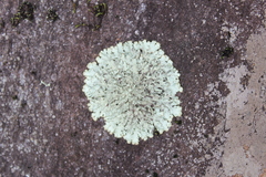 Parmeliopsis ambigua