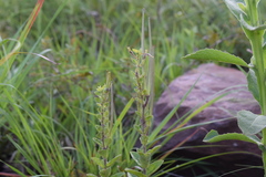 Brachystelma gerrardii
