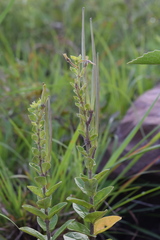 Brachystelma gerrardii