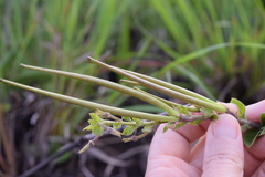 Brachystelma gerrardii