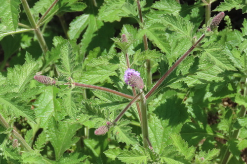 iNaturalist observation photo of western vervain
