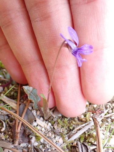 Image of Viola japonica by (c) W Rao, some rights reserved (CC BY)