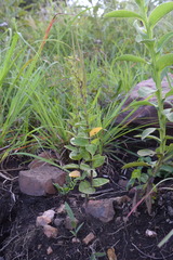 Brachystelma gerrardii