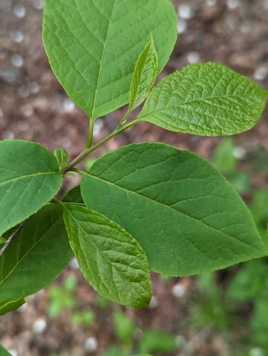 Image of Halesia tetraptera by (c) Zihao Wang, some rights reserved (CC BY)