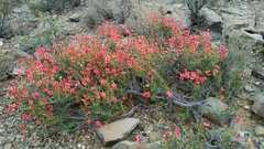 Hermannia grandiflora