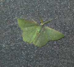 Chloropteryx nordicaria