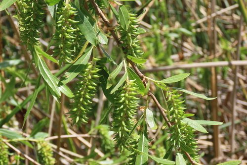 iNaturalist observation photo of Goodding's willow