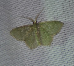 Chloropteryx nordicaria