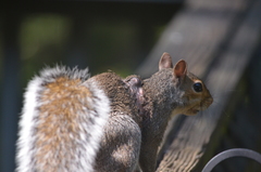 Cuterebra emasculator