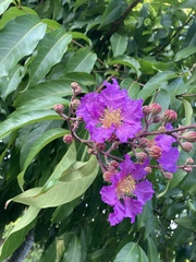 Lagerstroemia speciosa image