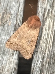 Protorthodes alfkenii