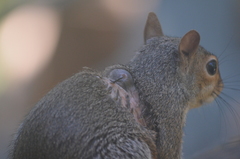 Cuterebra emasculator