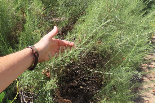 iNaturalist observation photo of California sagebrush