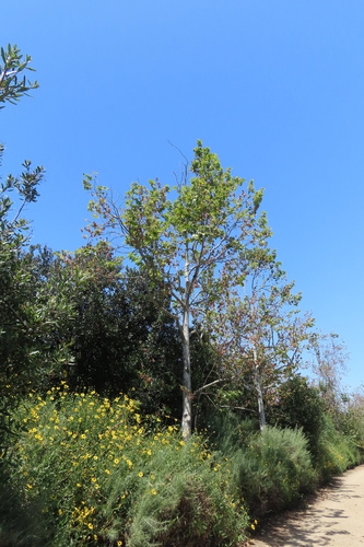 iNaturalist observation photo of western sycamore