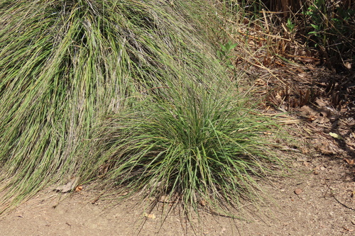 iNaturalist observation photo of deergrass