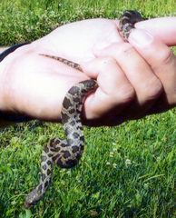 Pantherophis ramspotti