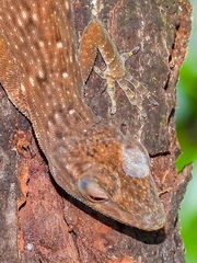 Anolis biporcatus image