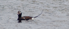 Clangula hyemalis image