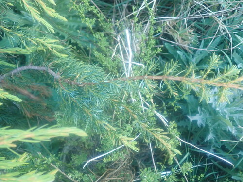 Canary islands juniper (Juniperus cedrus)