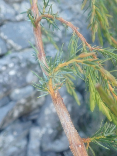 Image of Juniperus cedrus by (c) agujaceratops, some rights reserved (CC BY)