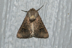 Eucoptocnemis fimbriaris