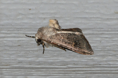Eucoptocnemis fimbriaris