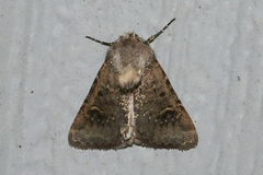 Eucoptocnemis fimbriaris