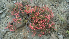 Hermannia grandiflora