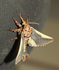 Teragra macroptera